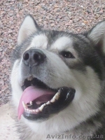 Предлагается для вязки аляскинский маламут  - <ro>Изображение</ro><ru>Изображение</ru> #4, <ru>Объявление</ru> #993301