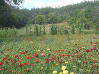 Продам дом с землей, под Каневом - <ro>Изображение</ro><ru>Изображение</ru> #4, <ru>Объявление</ru> #1011036