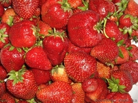 Рассада ремонтантной клубники сорта Портола - <ro>Изображение</ro><ru>Изображение</ru> #10, <ru>Объявление</ru> #1047983