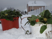 Продам рассаду  клубники  Морской Пейзаж - <ro>Изображение</ro><ru>Изображение</ru> #6, <ru>Объявление</ru> #1047987