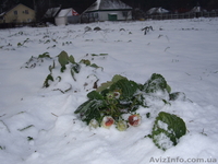 Рассада ремонтантной клубники сорта Сан – Андреас. - <ro>Изображение</ro><ru>Изображение</ru> #4, <ru>Объявление</ru> #1047981