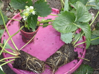 Рассада клубники однократного плодоношения  Бениция и другие сорта - <ro>Изображение</ro><ru>Изображение</ru> #6, <ru>Объявление</ru> #1044271