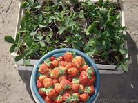 Рассада клубники однократного плодоношения  Бениция и другие сорта - <ro>Изображение</ro><ru>Изображение</ru> #7, <ru>Объявление</ru> #1044271