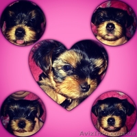 малыши йоркширского терьера   - <ro>Изображение</ro><ru>Изображение</ru> #1, <ru>Объявление</ru> #1054745