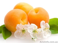 Масло Абрикосовой косточки, 1л - <ro>Изображение</ro><ru>Изображение</ru> #1, <ru>Объявление</ru> #1141376