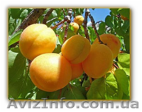 Масло Абрикосовой косточки, 1л - <ro>Изображение</ro><ru>Изображение</ru> #2, <ru>Объявление</ru> #1141376