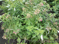 Саженцы малины Таруса (малиновое дерево) - <ro>Изображение</ro><ru>Изображение</ru> #1, <ru>Объявление</ru> #1142414