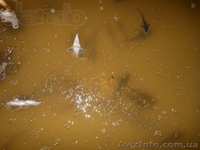 Проектирование Рыбоводных ферм, УЗВ, - <ro>Изображение</ro><ru>Изображение</ru> #3, <ru>Объявление</ru> #1176430