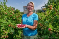 Саженцы малины ремонтантная Болгарский сорт ЛЮЛИН Опт.Розн. - <ro>Изображение</ro><ru>Изображение</ru> #1, <ru>Объявление</ru> #1216058