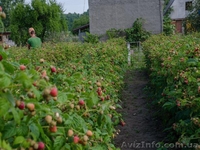 Саженцы малины ремонтантная Болгарский сорт ЛЮЛИН Опт.Розн. - <ro>Изображение</ro><ru>Изображение</ru> #2, <ru>Объявление</ru> #1216058