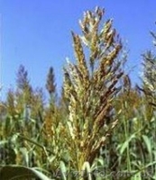 Семена Суданки, Люцерны, кормовой Свеклы, садовых и газонных Трав - <ro>Изображение</ro><ru>Изображение</ru> #1, <ru>Объявление</ru> #1222189