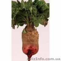 Семена Суданки, Люцерны, кормовой Свеклы, садовых и газонных Трав - <ro>Изображение</ro><ru>Изображение</ru> #3, <ru>Объявление</ru> #1222189