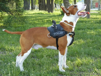 Щенки бультеьера - <ro>Изображение</ro><ru>Изображение</ru> #1, <ru>Объявление</ru> #1227965