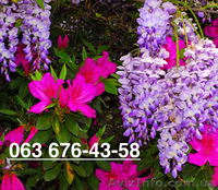 Доставим свежие саженцы Вам прямо в руки в любой город Украины. - <ro>Изображение</ro><ru>Изображение</ru> #1, <ru>Объявление</ru> #1272717