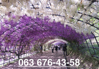 Доставим свежие саженцы Вам прямо в руки в любой город Украины. - <ro>Изображение</ro><ru>Изображение</ru> #2, <ru>Объявление</ru> #1272717