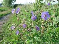 Продам дачные участки. - <ro>Изображение</ro><ru>Изображение</ru> #1, <ru>Объявление</ru> #925991