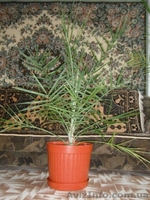 финиковая пальма 15 лет - <ro>Изображение</ro><ru>Изображение</ru> #1, <ru>Объявление</ru> #1494172