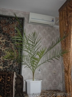 финиковая пальма 17 лет - <ro>Изображение</ro><ru>Изображение</ru> #1, <ru>Объявление</ru> #1494182