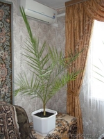 финиковая пальма 17 лет - <ro>Изображение</ro><ru>Изображение</ru> #2, <ru>Объявление</ru> #1494182