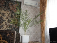 финиковая пальма 17 лет - <ro>Изображение</ro><ru>Изображение</ru> #3, <ru>Объявление</ru> #1494182