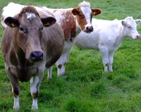 Вирощування курей та бичків на м'ясо - <ro>Изображение</ro><ru>Изображение</ru> #2, <ru>Объявление</ru> #1535493