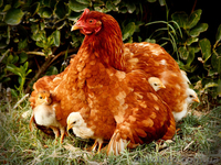 Вирощування курей та бичків на м'ясо - <ro>Изображение</ro><ru>Изображение</ru> #1, <ru>Объявление</ru> #1535493