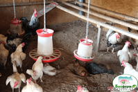 Подстилка для животных Биоферм - <ro>Изображение</ro><ru>Изображение</ru> #5, <ru>Объявление</ru> #1557195