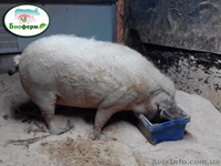 Подстилка для животных Биоферм - <ro>Изображение</ro><ru>Изображение</ru> #3, <ru>Объявление</ru> #1557195