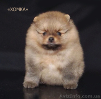 Миленькие щенки померанского шпица - <ro>Изображение</ro><ru>Изображение</ru> #1, <ru>Объявление</ru> #1561840