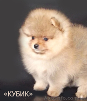 Миленькие щенки померанского шпица - <ro>Изображение</ro><ru>Изображение</ru> #2, <ru>Объявление</ru> #1561840