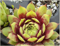 Молодило Andromeda - <ro>Изображение</ro><ru>Изображение</ru> #3, <ru>Объявление</ru> #1605467