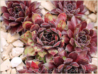 Молодило Andromeda - <ro>Изображение</ro><ru>Изображение</ru> #2, <ru>Объявление</ru> #1605467