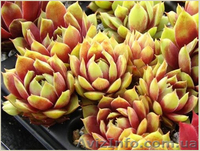 Молодило Andromeda - <ro>Изображение</ro><ru>Изображение</ru> #1, <ru>Объявление</ru> #1605467