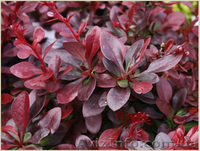 	 Барбарис Atropurpurea - <ro>Изображение</ro><ru>Изображение</ru> #2, <ru>Объявление</ru> #1605461