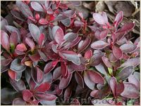 	 Барбарис Atropurpurea - <ro>Изображение</ro><ru>Изображение</ru> #1, <ru>Объявление</ru> #1605461