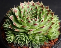 	 Молодило Calcareum SirWil - <ro>Изображение</ro><ru>Изображение</ru> #1, <ru>Объявление</ru> #1605468