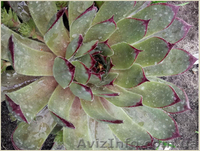 	 Молодило Calcareum SirWil - <ro>Изображение</ro><ru>Изображение</ru> #3, <ru>Объявление</ru> #1605468