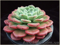 Эхеверия Carol - <ro>Изображение</ro><ru>Изображение</ru> #1, <ru>Объявление</ru> #1605471