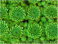 	 Молодило Centaurus - <ro>Изображение</ro><ru>Изображение</ru> #3, <ru>Объявление</ru> #1605469