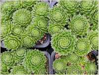 	 Молодило Centaurus - <ro>Изображение</ro><ru>Изображение</ru> #2, <ru>Объявление</ru> #1605469