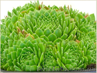 	 Молодило Centaurus - <ro>Изображение</ro><ru>Изображение</ru> #1, <ru>Объявление</ru> #1605469