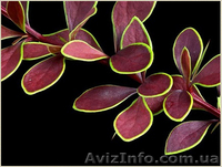 	 Барбарис Coronita - <ro>Изображение</ro><ru>Изображение</ru> #3, <ru>Объявление</ru> #1605462