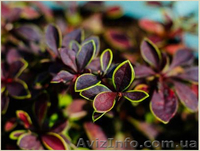 	 Барбарис Coronita - <ro>Изображение</ro><ru>Изображение</ru> #2, <ru>Объявление</ru> #1605462