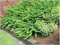 	 Барбарис Green Carpet - <ro>Изображение</ro><ru>Изображение</ru> #1, <ru>Объявление</ru> #1605464