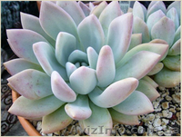 	 Пахифитум Moonglow - <ro>Изображение</ro><ru>Изображение</ru> #2, <ru>Объявление</ru> #1605470