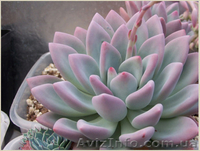 	 Пахифитум Moonglow - <ro>Изображение</ro><ru>Изображение</ru> #1, <ru>Объявление</ru> #1605470