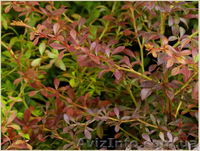 	 Барбарис Orange Dream - <ro>Изображение</ro><ru>Изображение</ru> #2, <ru>Объявление</ru> #1605465