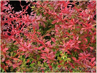 	 Барбарис Orange Dream - <ro>Изображение</ro><ru>Изображение</ru> #3, <ru>Объявление</ru> #1605465