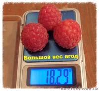 Саженцы малины Черкассы - <ro>Изображение</ro><ru>Изображение</ru> #2, <ru>Объявление</ru> #1632291