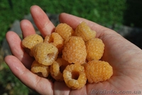 Саженцы малины Черкассы - <ro>Изображение</ro><ru>Изображение</ru> #3, <ru>Объявление</ru> #1632291